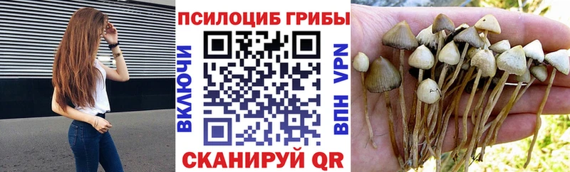 Галлюциногенные грибы Psilocybe  Сясьстрой 